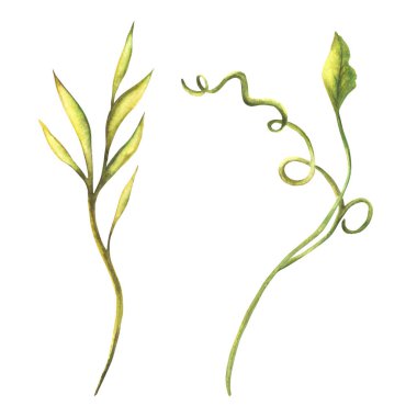 Tropik yeşil dal, kıvırcık yapraklar, egzotik bitki sarmaşıkları, ev bitkileri tropik yapraklar tebrik kartı tasarımı için Clipart. Suluboya resimleme izole edilmiş arkaplan 