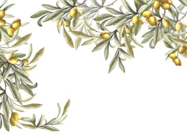 Yeşil yapraklı ve olgun meyveli zeytin dalı. Suluboya afiş, elle çizilmiş yemek illüstrasyonu. Kart, gıda kozmetik etiketi için botanik Akdeniz klipsi izole edilmiş beyaz arkaplan.