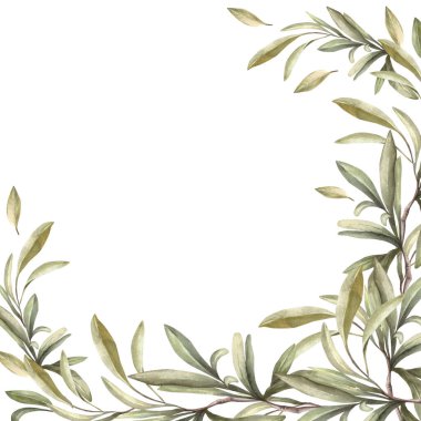Zeytin dalı çerçevesi, Akdeniz 'de yeşil yapraklı suluboya dal. Botanik el çizimi çizimi. Yiyecek veya yağ etiketi için geleneksel klişe şablonu, izole edilmiş beyaz arkaplan posteri.