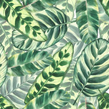 Tropik yapraklar pürüzsüz desen, orman yeşili bitkiler. Yaz yağmur ormanları egzotik yaprak tasarımı. Duvar kağıdı, tekstil, ambalaj kağıdı ve izole arkaplan üzerine kumaş için suluboya el çizimi.