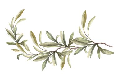 Zeytin dalı. Uzun, yeşil yapraklı, botanik el çizimi resimli suluboya Akdeniz dalı. Petrol etiketi için geleneksel klişe şablonu, tebrik kartları izole edilmiş beyaz arkaplan.