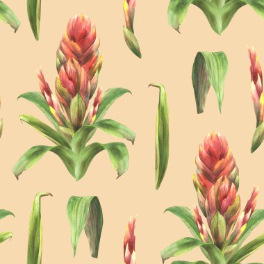 Tropik bromeliad çiçeği deseni, yeşil yapraklı kırmızı tomurcuklar. Egzotik Hawaii yaz çiçekli baskısı. Duvar kağıdı ve kumaş için suluboya el çizimi. İzole edilmiş renkli arkaplan. 