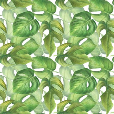 Tropikal yapraklar suluboya desenli. Canavar palmiye yeşili yaprak. Orman bitkileri yaprakları. El boyaması illüstrasyon. İzole edilmiş beyaz arka planda kumaş baskısı için Hawaii yeşilliği