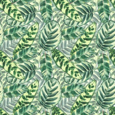 Suluboya tropikal yapraklar pürüzsüz desen, orman yeşili bitkiler. Yaz yağmuru ormanlarının egzotik yaprakları. Duvar kağıdı, tekstil, ambalaj kağıdı, kumaş yalıtılmış beyaz arkaplan çizimleri. 