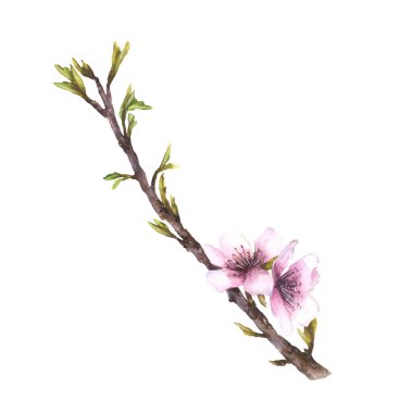 Yaprakları ve çiçekleri olan badem çiçeği dalı. Bahar suluboya el resmi. Çiçekli elma veya sakura tomurcukları. İzole edilmiş arkaplanda karşılama, düğün kartı ve ürün etiketi tasarımı için tırman