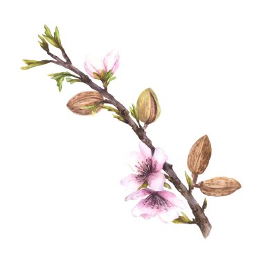 Fındıklı, yapraklı ve çiçekli badem ağacı dalı. Botanik suluboya el resmi. Çiçek maddesi. Tebrik kartı, düğün kartı, ürün ürünleri kozmetik etiketi için tırman