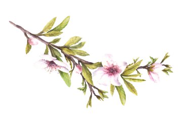 Yaprak tomurcukları ve çiçekleri olan badem ağacı dalı. Bahar suluboya resimli el çizimi. Çiçek açan elma ya da kiraz. İzole edilmiş arkaplanda karşılama, düğün kartı ve ürün etiketi için tırman