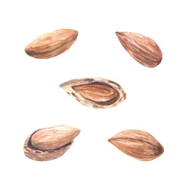 Badem fıstığı, kabuğu soyulmuş ve suluboya, botanik çizimlerle taş meyveler ile boyanmış. Organik vejetaryen Gıda Sağlıklı Hasat. Atıştırmalık, ürün etiketi için izole edilmiş arka plana tırman