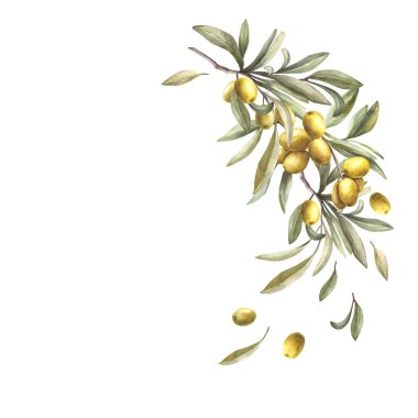 Zeytin dalı. Meyve çileği ve yeşil yapraklı suluboya dal. Yarı dairesel botanik el çizimi. Doğa yuvarlak şablon, etiket için clipart, izole arkaplanda tebrik kartları.
