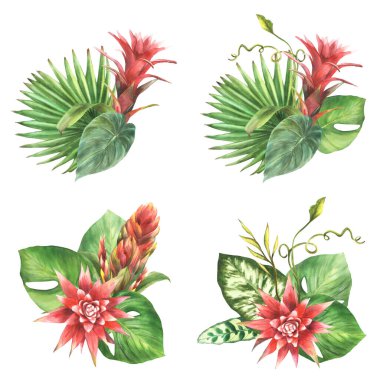 Tropik düzenleme, bromeliad çiçeği, palmiye yaprağı, ev bitkisi yaprakları. Yapraklı egzotik kırmızı güney tomurcuğu, orman yeşili çiçek tomurcukları seti. İzole edilmiş arkaplanda suluboya el çizimi. 