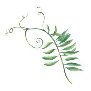 Fare bezelye çiçeği dalı suluboya çiçek çizimi. Kıvırcık yeşil yapraklar arka plandan izole edilmiş. Çayır kır çiçeği botanik gerçekçi elle boyanmış bitki. Tebrik kartı ve çiçek çıkartması için tırman 