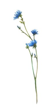 Mavi kır çiçeği, çiçekli tarla bitkisi ve tomurcukları Cornflower veya suluboya resimli hindistan cevizi. Tebrik kartı için botanik gerçekçiliği, arka plandan izole edilmiş çiçek deseni