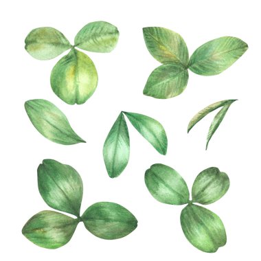 Yonca yeşili suluboya seti. Botanik el çizimi gerçekçi illüstrasyon. Yaban çiçekleri yaprağı seti, çiçek iyi şanslar, gerçekçi bir Aziz Patrick Günü sembolü. Arka plandan izole edilmiş Clipart 