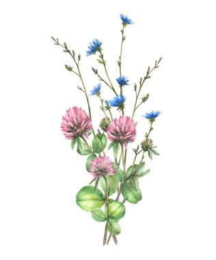 Pembe yoncalı yabani çiçek buketi, mavi hindiba çiçekleri ve tomurcukları, çayır yaprağı. Bir sürü yaz yeşilliği. Suluboya el çizimi çizimi. Arka plandan izole edilmiş çiçek parçacığı