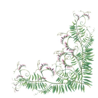 Wildflowers floral frame. Watercolor climbing plant with pink flowers, buds and curly leaves. Hand drawn illustration. Mouse pea bouquet Corner template isolated from background. Meadow grass clipart. clipart