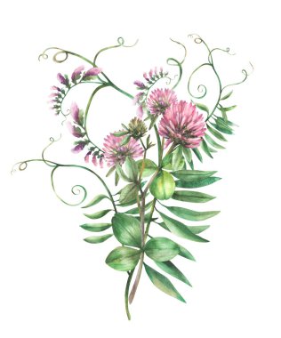 Suluboya Yonca pembe çiçek dalı ve Fare bezelyesi tırmanma bitkisi Yaban Çiçeği El çizimi. Çayır yabani otlar sürüsü. Arkaplandan izole edilmiş kart, etiket ve çıkartma için alan açma düğmesi 