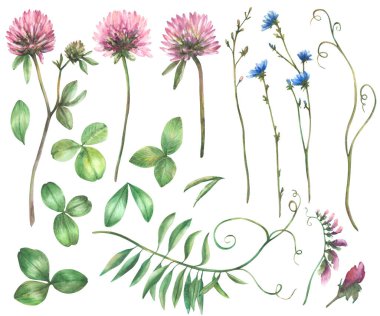 Wildflower set. Pink Clover, blue chicory flowers, meadow Mouse pea, grass, green creeper. Watercolor leaves and buds Botanical hand drawn illustration. Realistic Field herbs Isolated from background  clipart