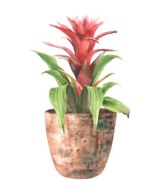 Çiçek. Kırmızı tomurcuk ve yeşil yapraklar ev çiçeğinin kapağında. Tropikal bromeliad, kapalı alan bitkisi klipsi. Egzotik yeşillik çiçekleri. Suluboya el çizimi çizimi. Arka plandan izole edilmiş