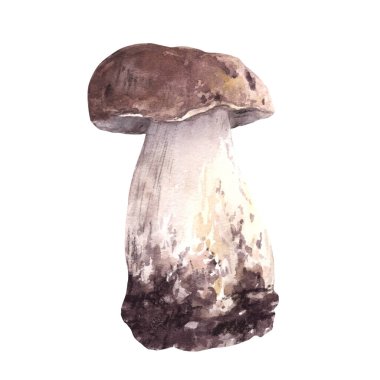Porcini mantarlı el suluboya çizimi. Kahverengi şapkalı Boletus. Yenilebilir vahşi orman mantarları. Sonbahar hasadı, vejetaryen menüsü, etiket, ürün ambalajı Arka plandan izole Clipart