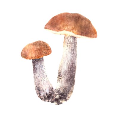 Yenilebilir mantarlar, orman mantarları. Kırmızı, turuncu şapkalı Boletus. Suluboya el çizimi. Sonbahar hasadı, sağlıklı vejetaryen gıda etiketi, kart. Arkaplandan izole edilmiş gerçekçi illüstrasyonda tırman