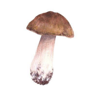 Kahverengi şapkalı Boletus. Porcini mantarlı el suluboya çizimi. Yenilebilir vahşi orman mantarları. Sonbahar hasadı, vejetaryen menüsü, ürün etiketi, yemek tarifi. Arkaplandan izole edilmiş tırman