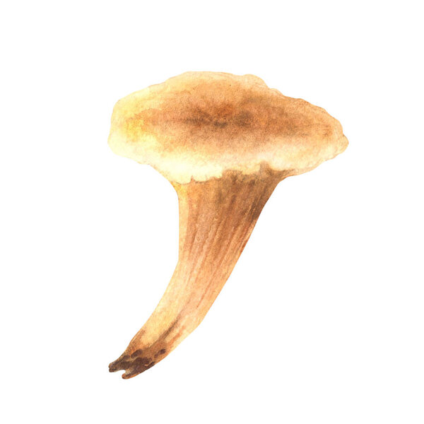 Chanterelle mushroom for food. Watercolor hand drawn illustration. Edible wild forest orange fungi. Fall harvest for menu, product label, recipe. Clipart in realistic style isolated from background