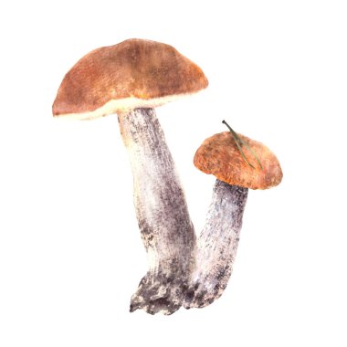 Boletus portakal kapağında çam iğnesi olan iki mantarın bileşimi. Yenebilir orman vahşi mantar suluboya el çizimi. Sonbahar hasadı. Gıda tasarımınız için arka plandan ayrılın.