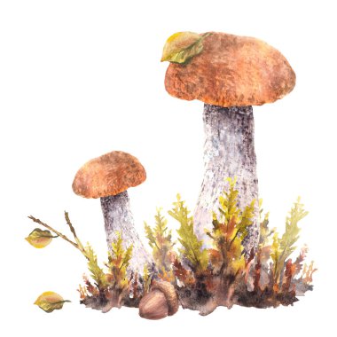 Mantarlar kompozisyona girer. Moos 'lu Boletus turuncu şapkası, sarı yeşil yapraklar ve kahverengi palamut. Vahşi, yenilebilir mantar suluboya el çizimi. Sonbahar hasat kartı arkaplandan izole edildi