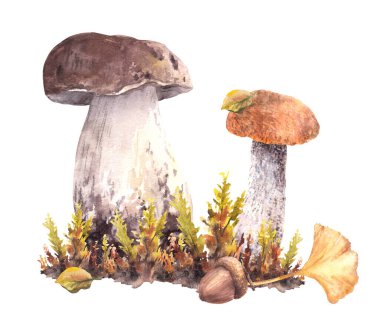 Mantarlar sonbahar düzenlemesi Boletus kırmızı başlığı, Porcini, moos, sarı, yeşil yapraklar ve kahverengi meşe palamudu hasadı kart, poster, etiket baskısı arka plandan izole edilmiş suluboya el çizimi