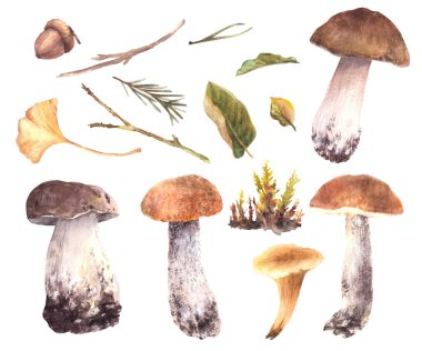 Mantar ormanı seti. Boletus, chanterelle, palamut, yapraklar, dallar, iğne, ladin dalı ve yosun. El çizimi suluboya çizimi. Sonbahar doğası vahşi hasat zirvesi. Arkaplandan izole nesneler