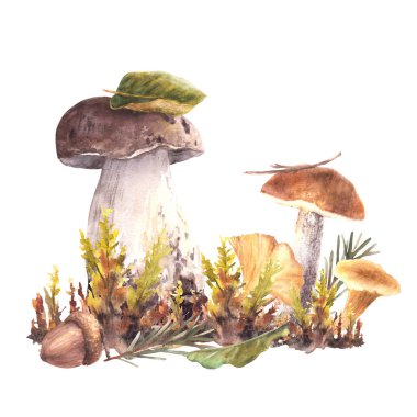 Mantarlar sonbahar düzenlemesi. Boletus kırmızı başlık, Porcini, Moos, sarı Chanterelle, köknar iğnesi ve kahverengi palamut yaprakları. Forest Autumn suluboya el çizimi arkaplandan izole edilmiş