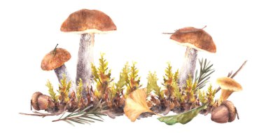 Suluboya sonbahar mantarları. Chanterelle, Moos, sarı yeşil yapraklar ve kahverengi palamut ve iğneli köknar dallı Boletus turuncu başlığı. Orman işçilerinin çizdiği illüstrasyon arka plandan izole edildi
