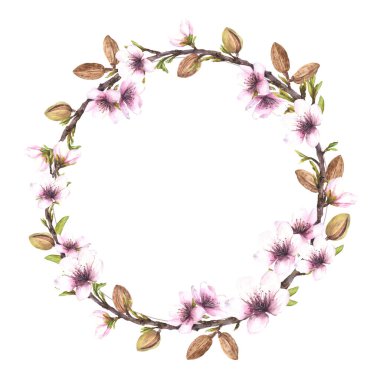 Fındıklı, yapraklı ve çiçekli suluboya badem ağacı dalı. Botanik bahar çelengi, daire şeklinde. El çizimi çizimi. Çiçek parçası. İzole edilmiş arkaplanda kart ve kozmetik etiketi şablonu.