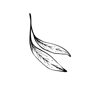 Zeytin ağacı yaprakları, yapraklar. Siyah-beyaz, çiçek desenli bir siluet. El çizimi vektör çizimi. Tebrik kartı, yemek, kozmetik ürün etiketi için tırman. İzole edilmiş satır sanatı