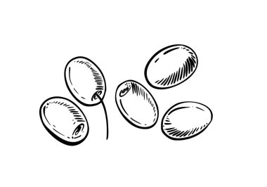 Zeytin ve böğürtlen seti. Siyah çizgi grafik, sağlıklı yiyecekler, atıştırmalıklar, bir sürü dut. El çizimi vektör çizimi. Ekstra bakire zeytinyağı ürünü etiketi için çiğ sebze. İzole edilmiş