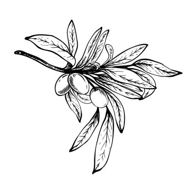 Böğürtlen ve yapraklı zeytin dalı. Siyah mürekkep çizgisi, el çizimi vektör çizimi. Tebrik kartı, yemek, kozmetik ürün etiketi için botanik klipsi. Arka plandan izole çizgi sanatı