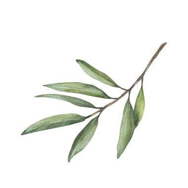 Olive tree branch, fruitless with green leaves. Watercolor botanical floral clipart. Hand drawn greenery foliage realistic illustration for greeting, invitation, religion card Isolated from background clipart