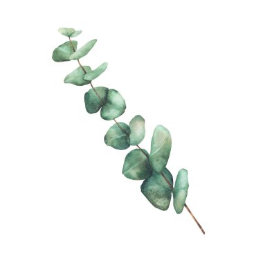 Okaliptüs yeşili suluboya. Yeşil yapraklı bitki dalı düğün davetiyesi için botanik illüstrasyon, çiçek tebrik kartı, arka plandan izole edilmiş doğal şenlik tasarımı 