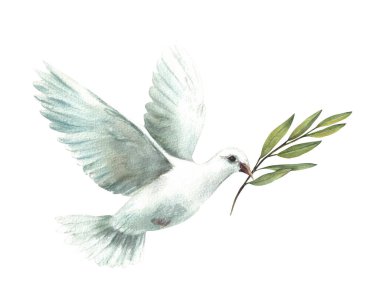 Zeytin yeşili dallı güvercin. Beyaz uçan güvercin, barışın sembolü, dini işaret. Kağıt için suluboya el çizimi, ilk komünyon davetiyesi, vaftiz. Arka plandan izole edilmiş