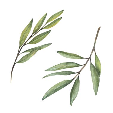 Zeytin dalı seti, yeşil yapraklı verimsiz. Suluboya botanik çiçekleri. Selamlama için el çizimi yeşillik gerçekçi illüstrasyon, arkaplandan izole edilmiş davet kartı etiketi