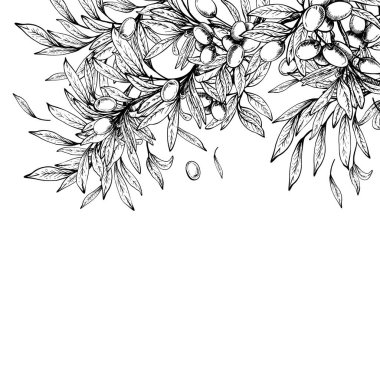 Yapraklı ve meyveli zeytin dalı, kare pankart. Siyah ve beyaz el çizimi sanat vektör çizimi. Yemek, menü, ürün etiketi tasarımı için tırman. Arka plandan izole edilmiş