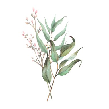 Okaliptüs tohumu tohumu, defne dalı ve pembe gül tomurcukları ya da küçük çiçekler. Botanik Suluboya Düzenleme, davetiye için el çizimi illüstrasyon, arkaplandan izole tebrik kartı 