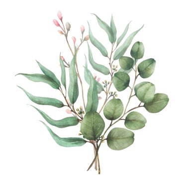 Okaliptüs tohumlu, gümüş dolarlık ağaç bitkisi. Laurel dal ve pembe tomurcuklu ve çiçekli dal. Botanik Suluboya Düzenleme, arkaplandan izole edilmiş tebrik kartı için elle çizilmiş illüstrasyon 