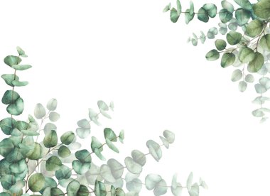 Okaliptüs yeşili yeşillik afişi yuvarlak yapraklı yeşil gümüş dolar ağaç dallarının şablonu. Suluboya el çizimi. Tebrik kartı için Clipart, davet. arkaplandan izole 