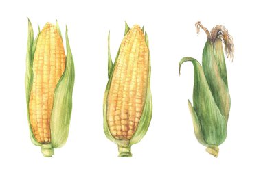 Mısır koçanı seti. Yeşil yapraklı ve kabuklu çiğ mısır. Tahıllı sebze tarımı hasat elementi. Gıda ambalajı için arkaplan resimlerinden izole edilmiş suluboya gerçekçi