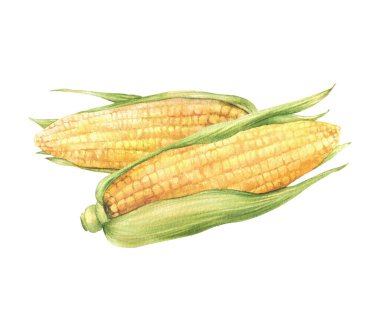 İki mısır koçanı ya da mısır koçanı. Yeşil kabuklu sarı taneli sebze, yapraklı. Resimden izole edilmiş suluboya gerçekçi el çizimi. Gıda ambalajı, etiket, tarım ürünü tasarımı
