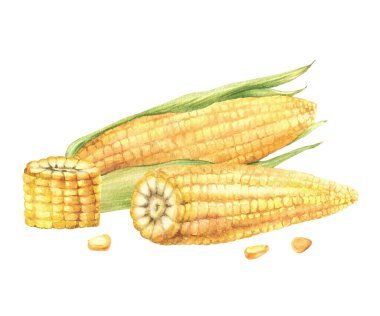 Mısır ve mısır koçanı karışımı. Sarı kesim ve mısır tanecikli mısır, tohumlar ve yeşil yapraklar, mısır kabukları. Arkaplandan izole edilmiş gıda etiketi için suluboya resimleme