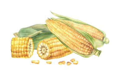 Altın mısır koçanları. Sarı kesim ve mısır koçanları, mısır taneleri, tohumlar ve yapraklar, mısır kabukları. Yiyecek ürünleri etiketi için suluboya resim. Arka plandan izole edilmiş