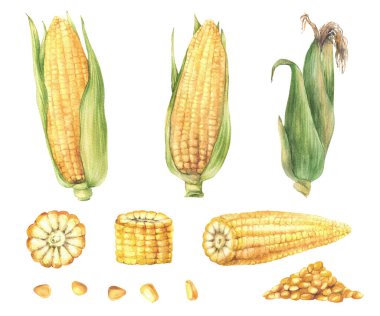 Mısır, altın mısır seti. Doğal sebzeler bir sürü mısır koçanı kabuklu, mısır koçanı ve mısır taneleri. Çiftlik hasadı. Ürün etiketi için arkaplandan izole edilmiş suluboya el çizimi