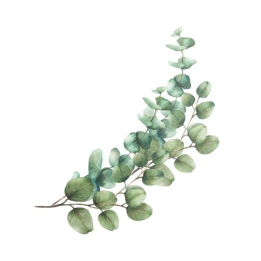 Okaliptüs çiçeği. Yeşillik Suluboya Düzenleme Yeşil Gümüş Dolar ağaç dalları ile yuvarlak yapraklar ile çizilmiş botanik illüstrasyon düğün, selamlama, arka planda izole vaftiz 
